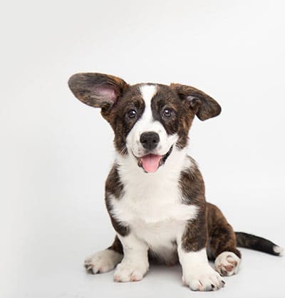 dog spay and neuter clinic