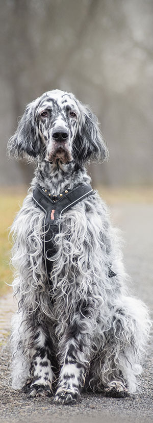 dog spay and neuter clinic