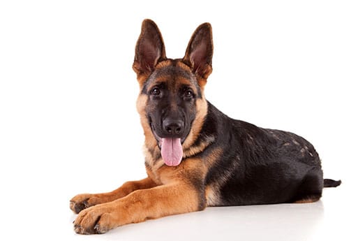 dog spay and neuter clinic dog neuter dog spay dog spay procedure