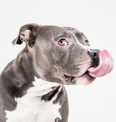 dog spay and neuter clinic
