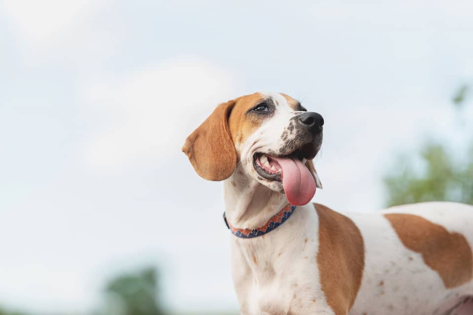 dog spay and neuter clinic dog neuter dog spay dog spay procedure