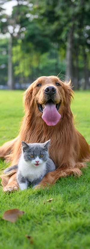 pet urgent care urgent pet care urgent care for pets