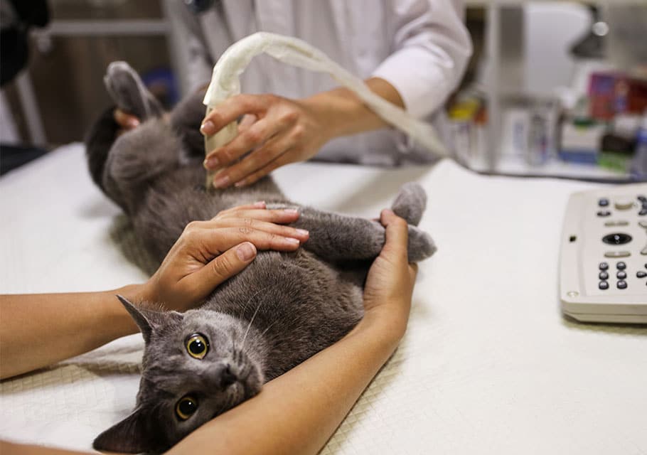 pet urgent care urgent pet care urgent care for pets healthy pets urgent care pet check urgent care emergency pet emergency emergency pet hospital
