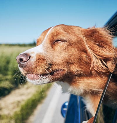 vet veterinarian near Rancho Santa Margarita CA veterinary near me pet hospital vet clinic animal hospital