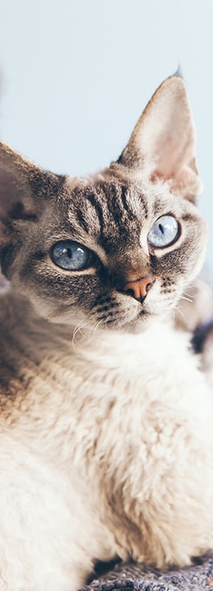 vet veterinarian near Rancho Santa Margarita CA veterinary near me pet hospital vet clinic animal hospital