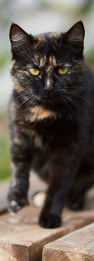 A tortoiseshell cat with green eyes walks towards the camera on a wooden surface. Its fur is a mix of black, orange, and brown, and its gaze is directed forward. The background is softly blurred, highlighting the cat as the main subject—perfectly posed as if ready for an examination by a veterinarian.