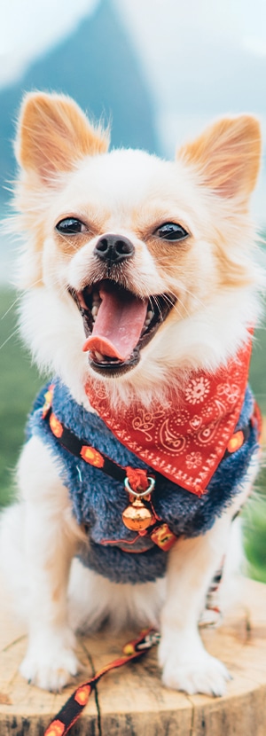 vet veterinarian near Cypress Village Irvine, CA veterinary near me pet hospital vet clinic animal hospital