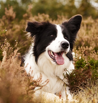 vet veterinarian near Cypress Village Irvine, CA veterinary near me pet hospital vet clinic animal hospital