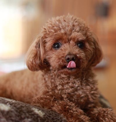 vet veterinarian near Cypress Village Irvine, CA veterinary near me pet hospital vet clinic animal hospital