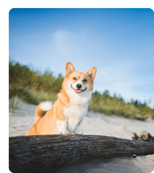 vet veterinarian near Cypress Village Irvine, CA veterinary near me pet hospital vet clinic animal hospital