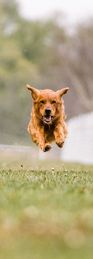 vet veterinarian near Stonegate Irvine, CA veterinary near me pet hospital vet clinic animal hospital