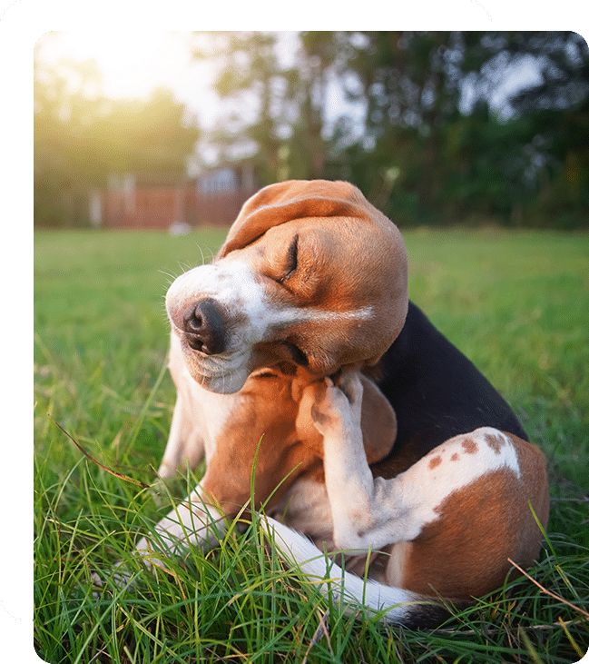 vet veterinarian near Stonegate Irvine, CA veterinary near me pet hospital vet clinic animal hospital