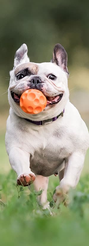 Affordable Vet Clinic in Rancho Santa Margarita, CA. affordable veterinarian