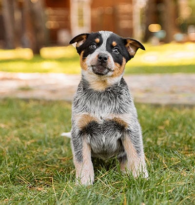 Affordable Vet Clinic in IRvine, CA. vets affordable veterinarian