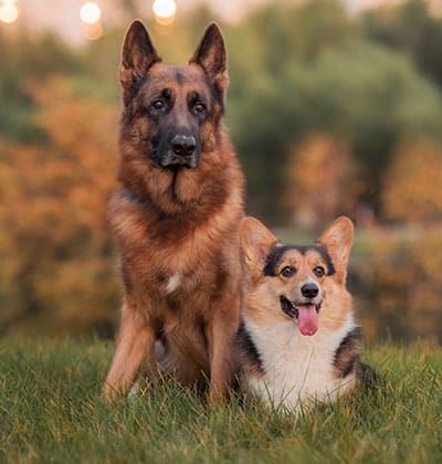 Affordable Vet Clinic in Rancho Santa Margarita, CA. affordable veterinarian