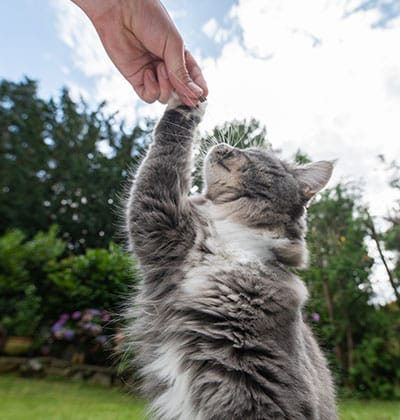 Cat Spay and Neuter near Tustin, CA veterinary clinic Cat spay and neuter vet clinic male and female surgical pet procedure
