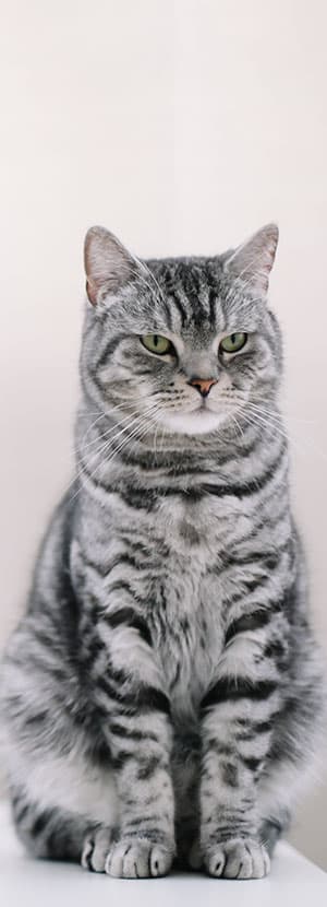 Cat Spay and Neuter near Tustin, CA veterinary clinic Cat spay and neuter vet clinic male and female surgical pet procedure