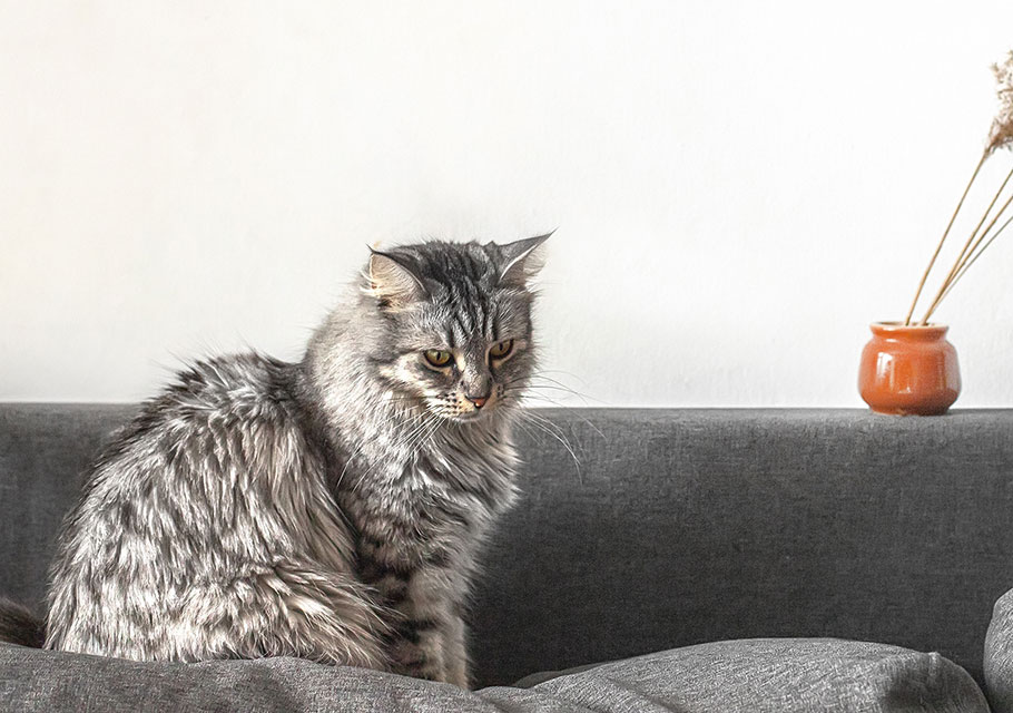 Cat Spay and Neuter near Tustin, CA veterinary clinic Cat spay and neuter vet clinic male and female surgical pet procedure