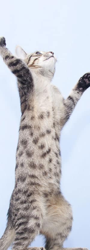 Cat Spay and Neuter near Tustin, CA veterinary clinic Cat spay and neuter vet clinic male and female surgical pet procedure