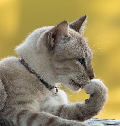 Cat Spay and Neuter near Tustin, CA veterinary clinic Cat spay and neuter vet clinic male and female surgical pet procedure