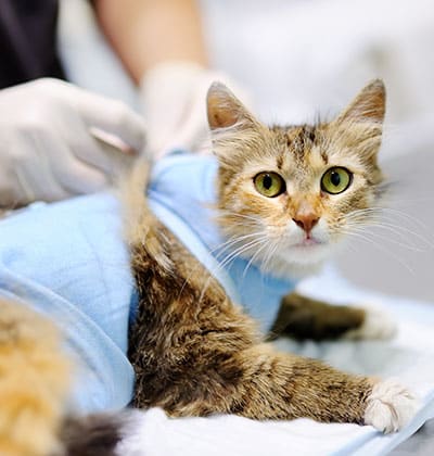 Cat Spay and Neuter near Tustin, CA veterinary clinic Cat spay and neuter vet clinic male and female surgical pet procedure