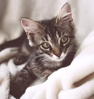 Cat Spay and Neuter near Tustin, CA veterinary clinic Cat spay and neuter vet clinic male and female surgical pet procedure