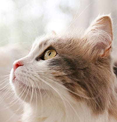 Cat Spay and Neuter near Tustin, CA veterinary clinic Cat spay and neuter vet clinic male and female surgical pet procedure