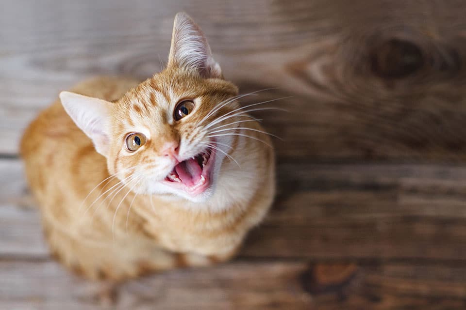 Cat Spay and Neuter near Tustin, CA veterinary clinic Cat spay and neuter vet clinic male and female surgical pet procedure