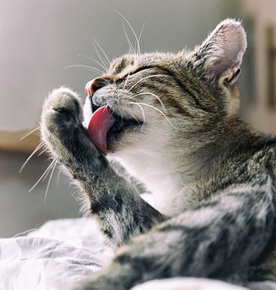 Cat Teeth Cleaning near Rancho Santa Margarita, CA veterinary clinic Affordable cat Dental Cleaning vet clinic cat dentist