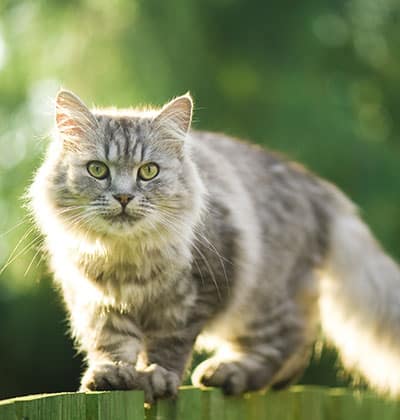 Cat Teeth Cleaning near Rancho Santa Margarita, CA veterinary clinic Affordable cat Dental Cleaning vet clinic cat dentist