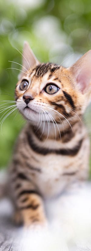 Cat Teeth Cleaning near Rancho Santa Margarita, CA veterinary clinic Affordable cat Dental Cleaning vet clinic cat dentist