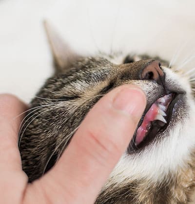 Cat Teeth Cleaning near Rancho Santa Margarita, CA veterinary clinic Affordable cat Dental Cleaning vet clinic cat dentist