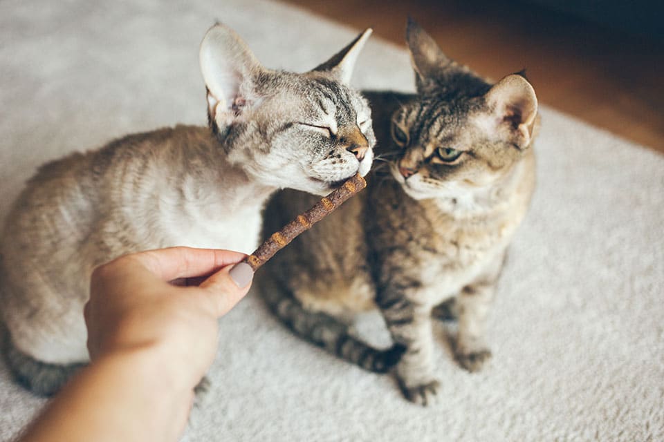Cat Teeth Cleaning near Rancho Santa Margarita, CA veterinary clinic Affordable cat Dental Cleaning vet clinic cat dentist