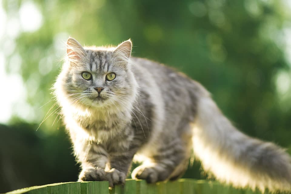 Cat vet near Tustin, CA cat veterinarian clinic feline veterinarian hospital cat friendly vet clinic