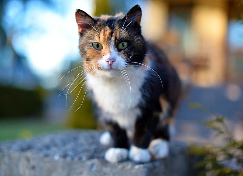 Cat vet near Tustin, CA cat veterinarian clinic feline veterinarian hospital cat friendly vet clinic