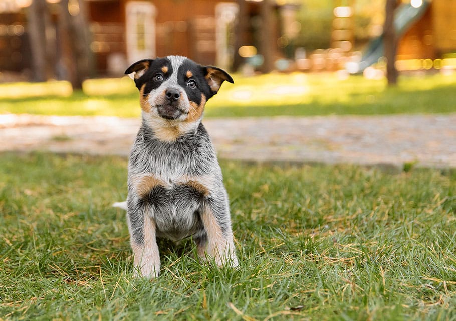 Dog Spay and Neuter near Rancho Santa Margarita, CA veterinary clinic dog spay and neuter vet clinic male and female surgical pet procedure