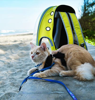 Affordable Vet Clinic in Tustin, CA. low cost vet clinic low cost pet vet low cost vets affordable veterinarian