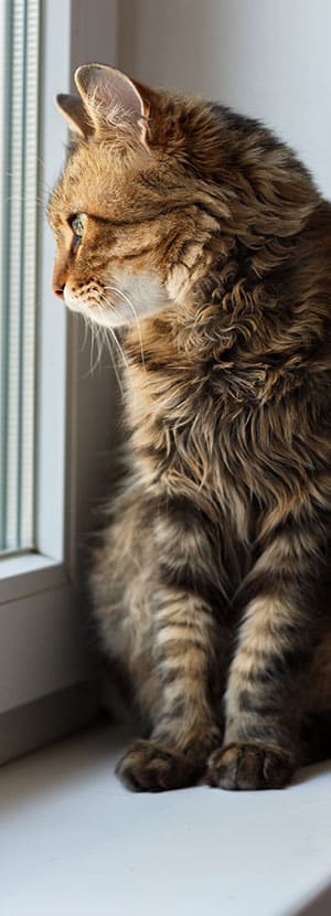 Affordable Vet Clinic in Tustin, CA. low cost vet clinic low cost pet vet low cost vets affordable veterinarian