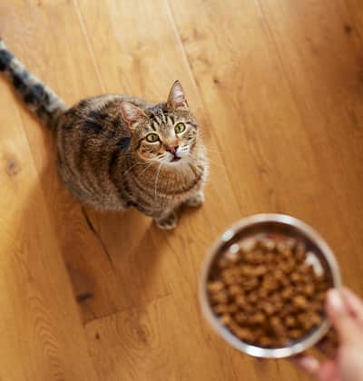 Affordable Vet Clinic in Tustin, CA. low cost vet clinic low cost pet vet low cost vets affordable veterinarian