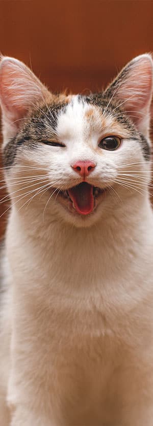 Affordable Vet Clinic in Tustin, CA. low cost vet clinic low cost pet vet low cost vets affordable veterinarian