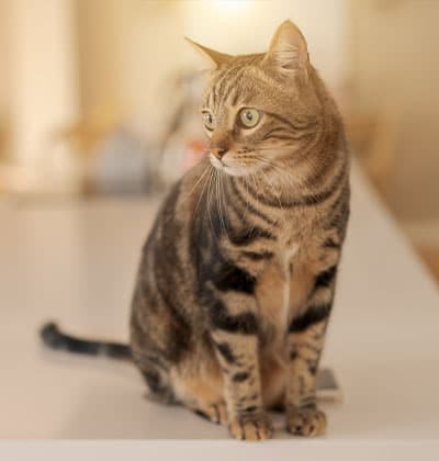 Affordable Vet Clinic in Laguna Hills, CA. low cost vet clinic low cost pet vet low cost vets affordable veterinarian