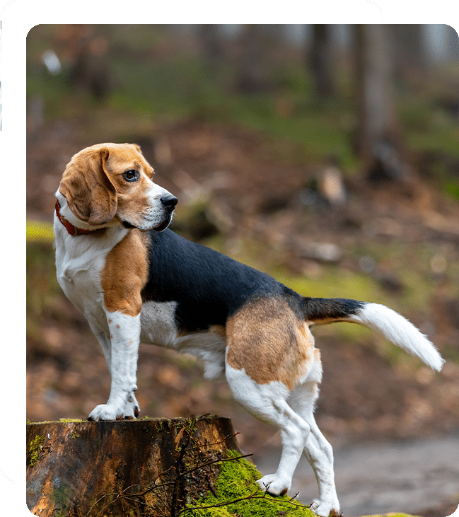 Affordable Vet Clinic in Laguna Hills, CA. low cost vet clinic low cost pet vet low cost vets affordable veterinarian