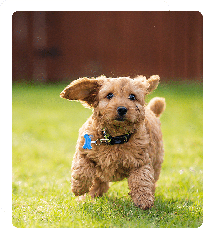Affordable Vet Clinic in Tustin, CA. low cost vet clinic low cost pet vet low cost vets affordable veterinarian