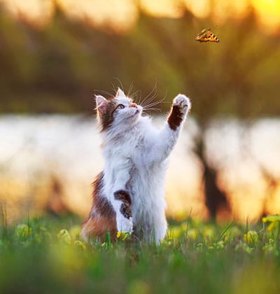 Cat Vaccinations near Rancho Santa Margarita, CA veterinary clinic cat vaccine clinic vet clinic essential cat shots pet vaccination