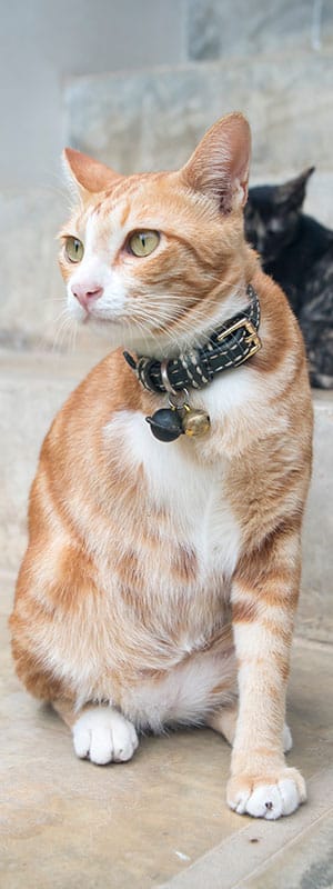 Cat Vaccinations near Rancho Santa Margarita, CA veterinary clinic cat vaccine clinic vet clinic essential cat shots pet vaccination