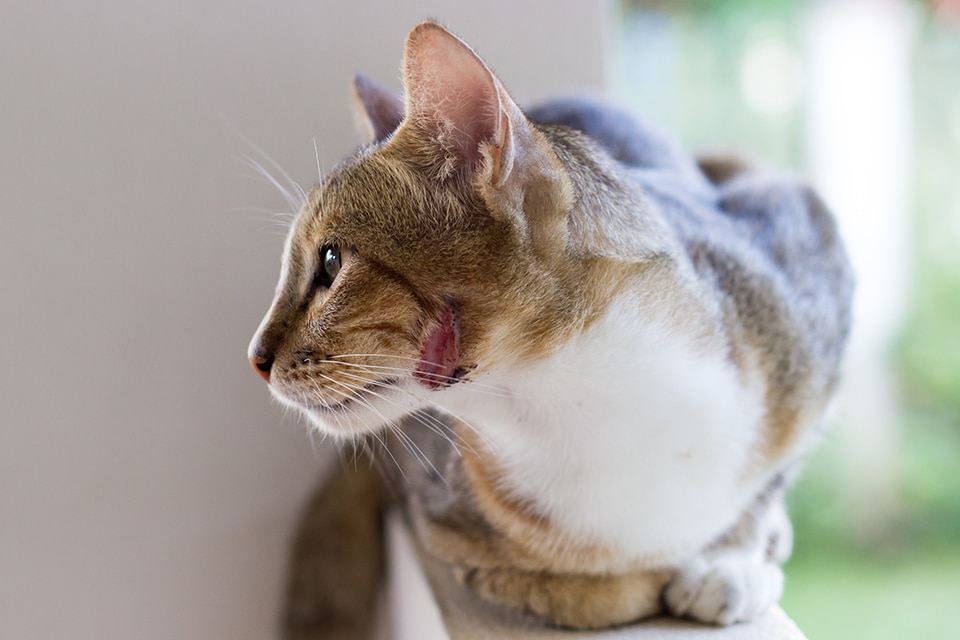 Urgent Care Vet near Tustin, CA animal urgent care urgent pet care pet check urgent care urgent veterinary care