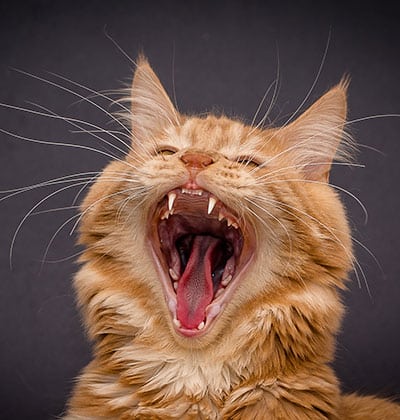 Urgent Care Vet near Tustin, CA animal urgent care urgent pet care pet check urgent care urgent veterinary care