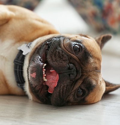 Urgent Care Vet near Mission Viejo, CA animal urgent care urgent pet care pet check urgent care urgent veterinary care