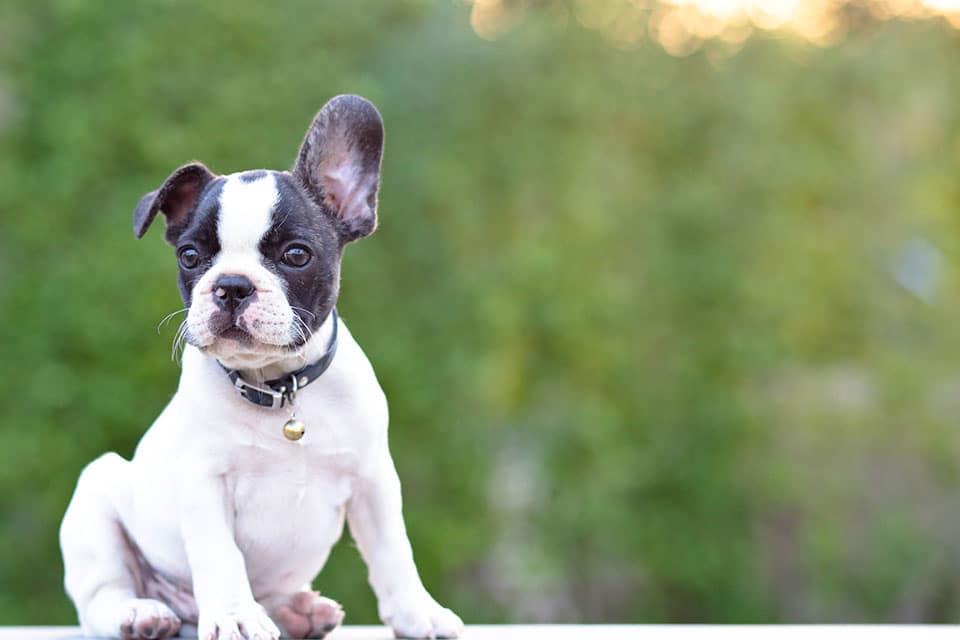 Urgent Care Vet near Mission Viejo, CA animal urgent care urgent pet care pet check urgent care urgent veterinary care