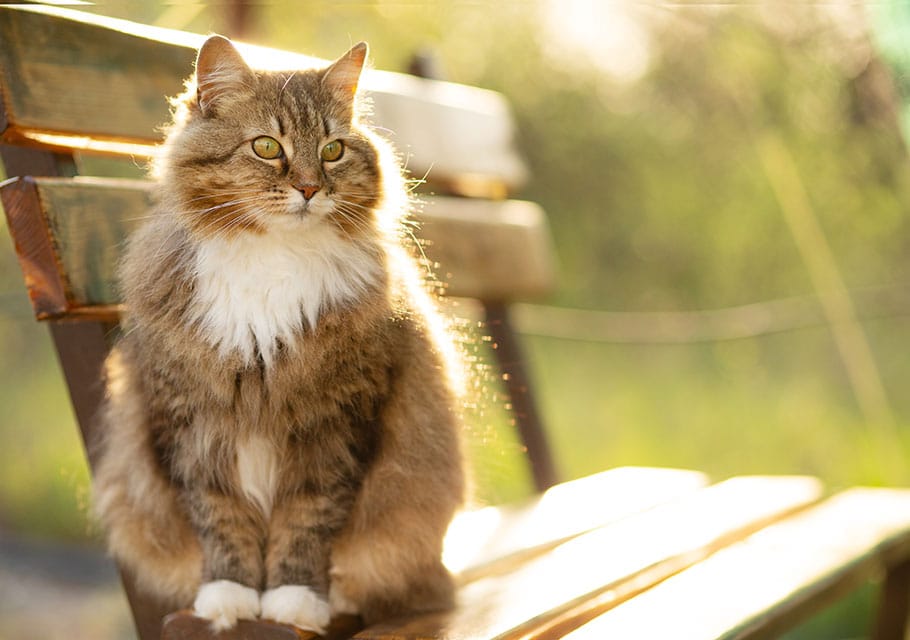 Urgent Care Vet near Tustin, CA animal urgent care urgent pet care pet check urgent care urgent veterinary care
